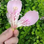 蜜糖蜜糖