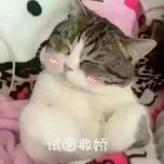 尬尬尬尬歌