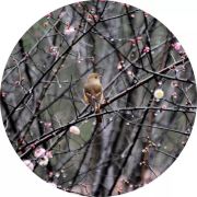 雍容华贵走天涯