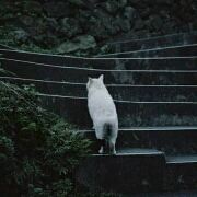 一棵狗尾巴草