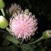 赤壁悬崖伊芙琳的草席