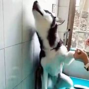 叶子_牛牛