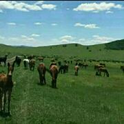 塞罕坝宾馆小刘