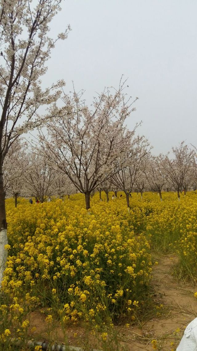 豐樂櫻花園