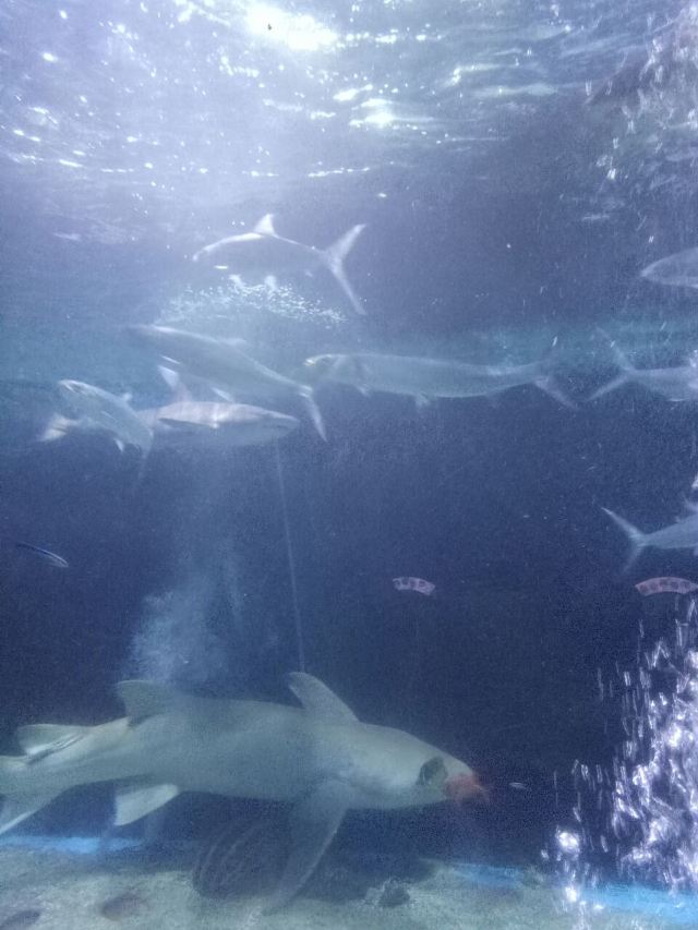Xiaomeisha Sea World
