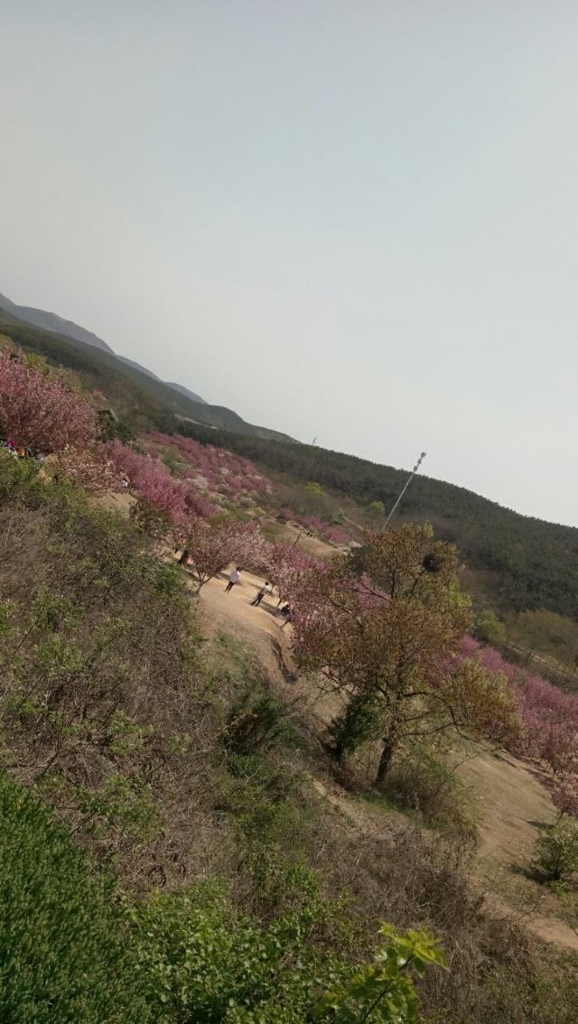 203고지