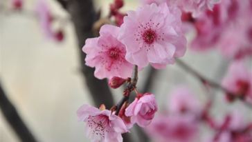 【赏梅迎春】鹫峰国家森林公园赏梅花一日游(