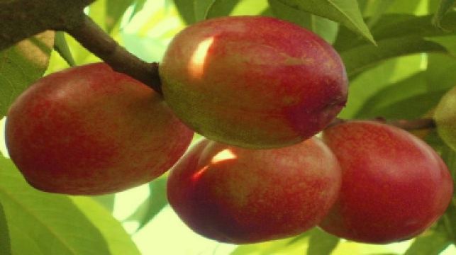 上海枫锦果蔬油桃采摘门票