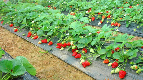 甘肃永靖刘家峡草莓采摘一日游(兰州出发)线路