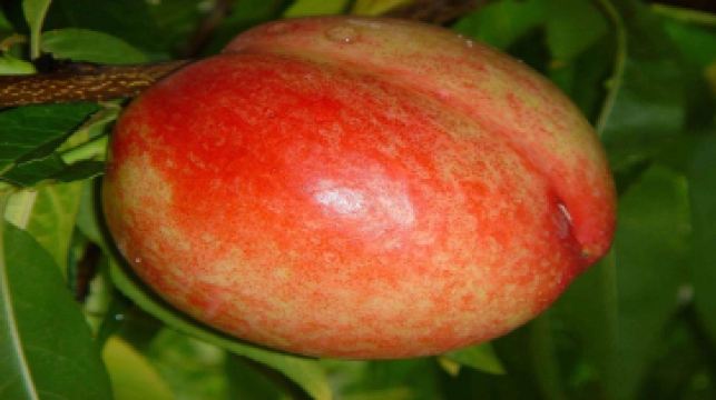 上海枫锦果蔬油桃采摘门票