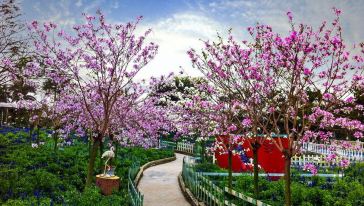 广州百万葵园+南沙十九涌一日游【浪漫花海 惠