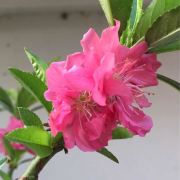 晓茵