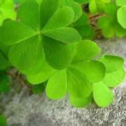 血里有风没有可爱