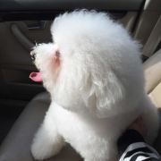 格一