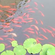 爱快乐的旅游