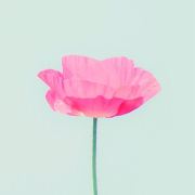 蒂梵尼