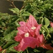 淼月