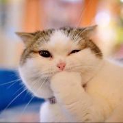 任性的大猫