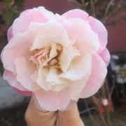 yinyan0617