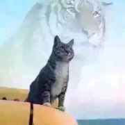 猫眠