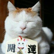 白胖胖猫