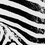 Mzebra