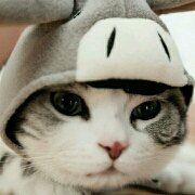 猫moo