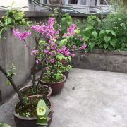 _BAIDxxxx8548