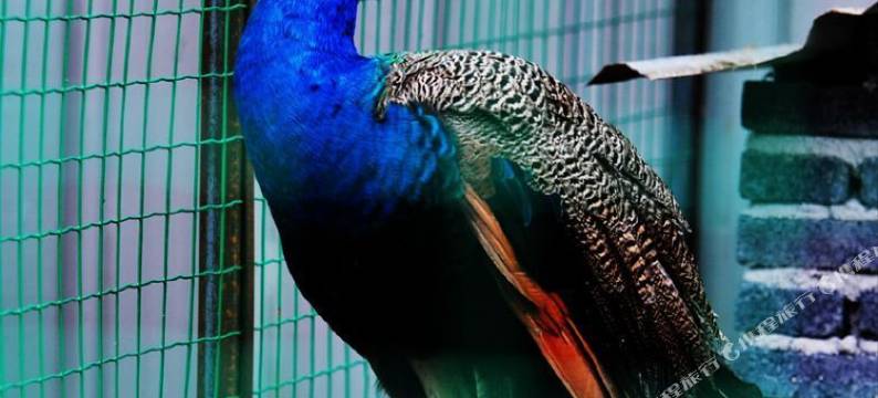 富阳香莲山庄图片