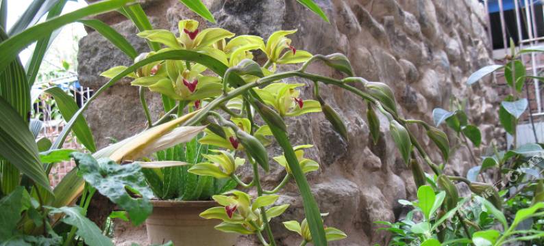 大理春花秋月客栈图片