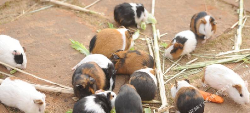 海口鸿洲埃德瑞皇家园林酒店(美兰机场店)图片
