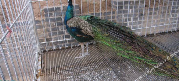 稷山圣王山温泉酒店图片