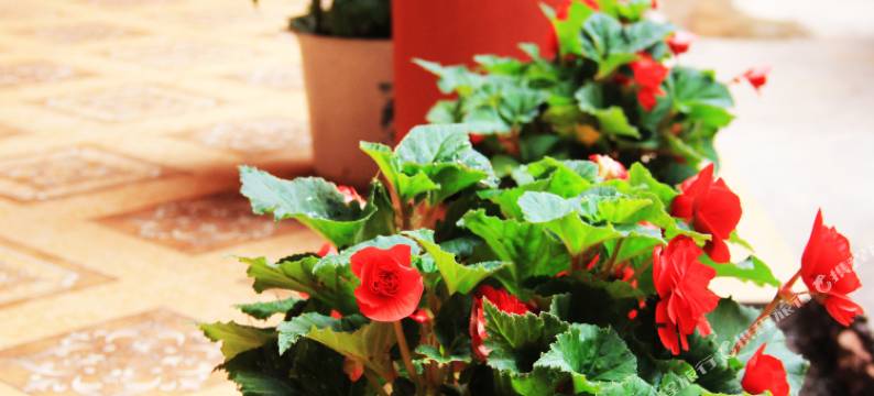 迪尔酒店(泸沽湖大洛水店)图片