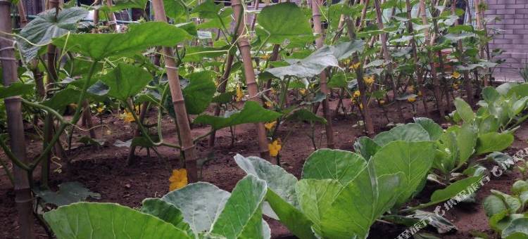 北京白河湾田园农家院图片