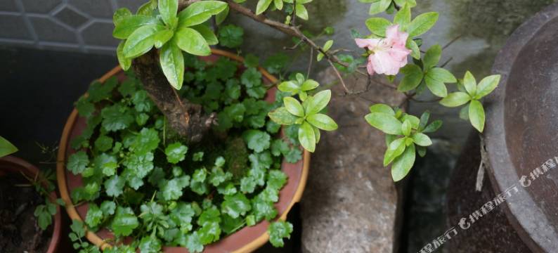 意难忘西塘印象主题客栈图片