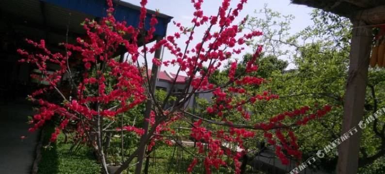 中卫黄河鱼庄图片