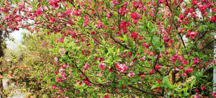 言花善阅青年旅舍(瘦西湖店)图片