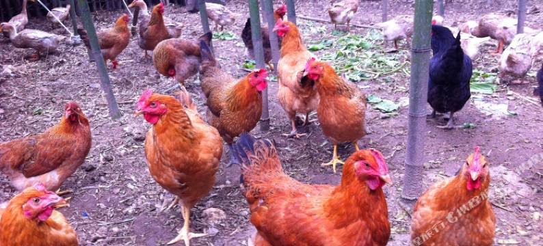 莫干山绿景山庄农家乐图片