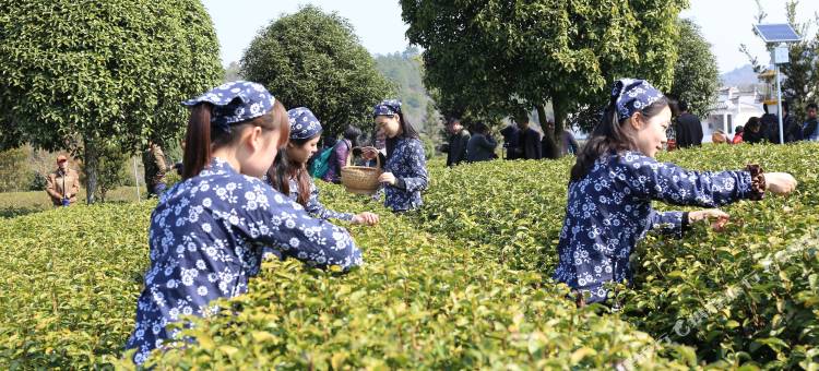 婺源林生茶庄图片