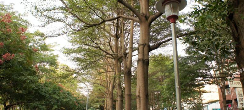 台中逢甲叶绿宿旅馆图片
