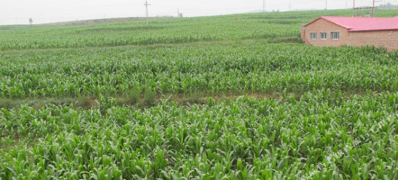 涞源新晨农家院图片