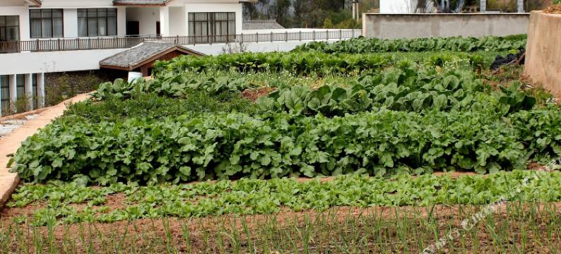 云烟印象烟庄(巍山园店)图片