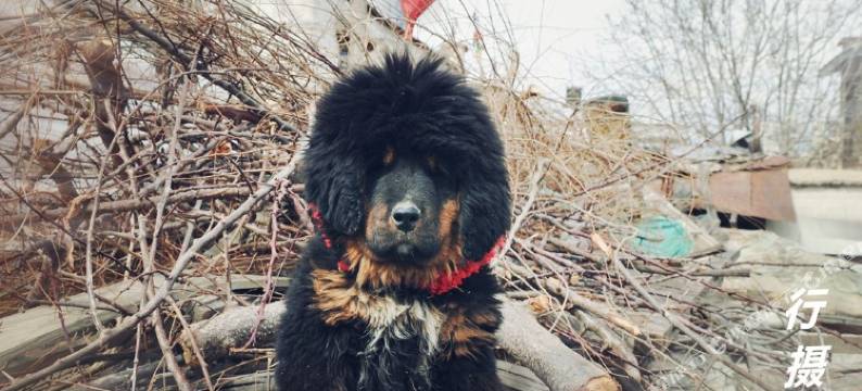 拉萨行摄驿站图片