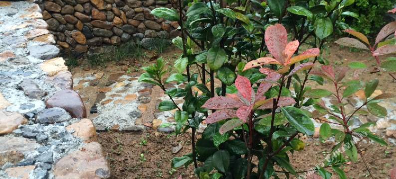 莫干山兰花小院民宿图片