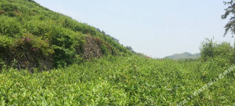 莫干山兰花小院民宿图片