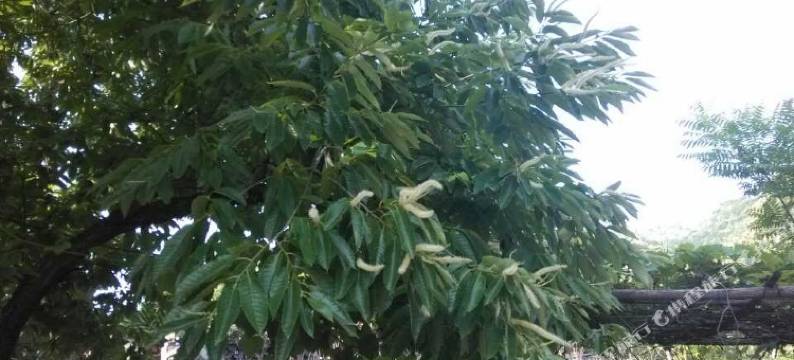 北京红满天农家院图片