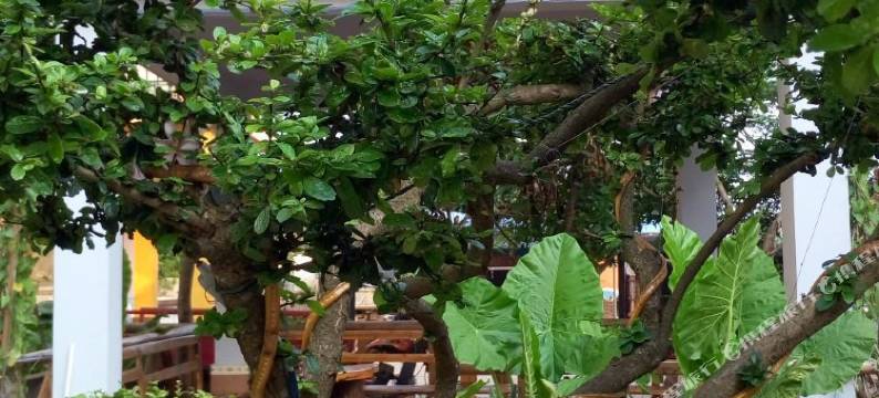 涠洲岛金屏海景客栈(滴水丹屏店)图片