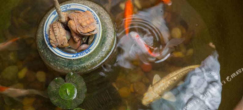鼓浪屿茶屿猫·宿图片