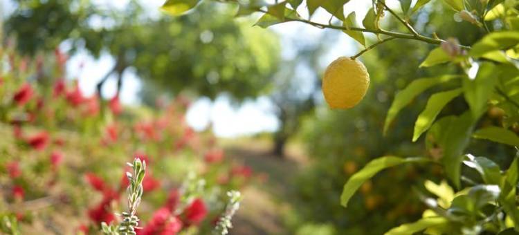 蒙塔吉尔蒙诺别墅(Montargil Monte Novo)图片