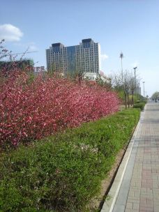 锡林郭勒盟草原-锡林浩特-英雄虎胆